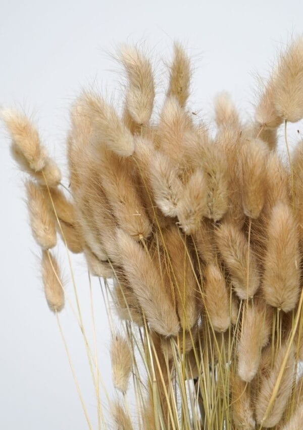 Molho de Bunny Tail Natural: Tocando a Natureza