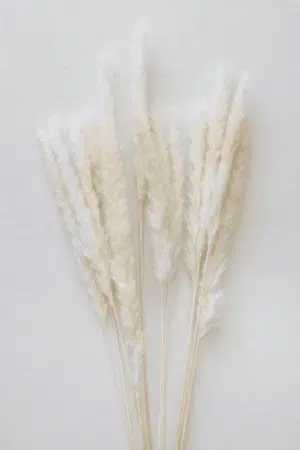 Decoração Minimalista com Pampas Pequenas na Cor Branca