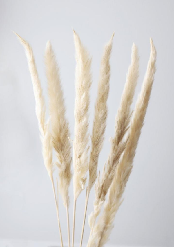 Molho de Pampas Pequenas Brancas para Decoração Elegante