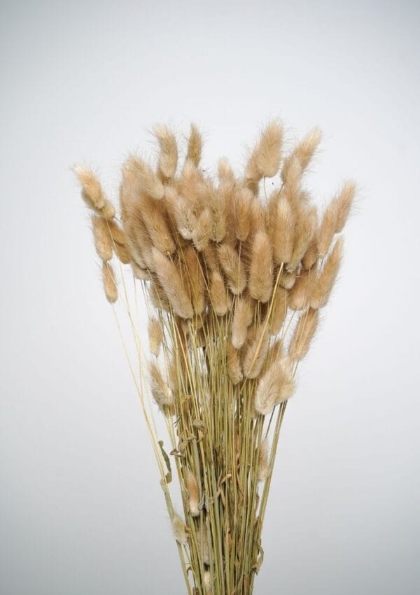 Ramo de Bunny Tail Natural: Beleza Pura e Simples