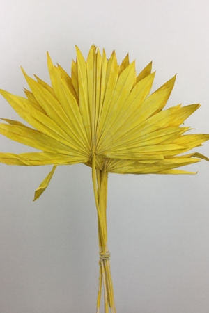 Folhas de Palmeira Amarela: Luminosidade Tropical para a sua Decoração