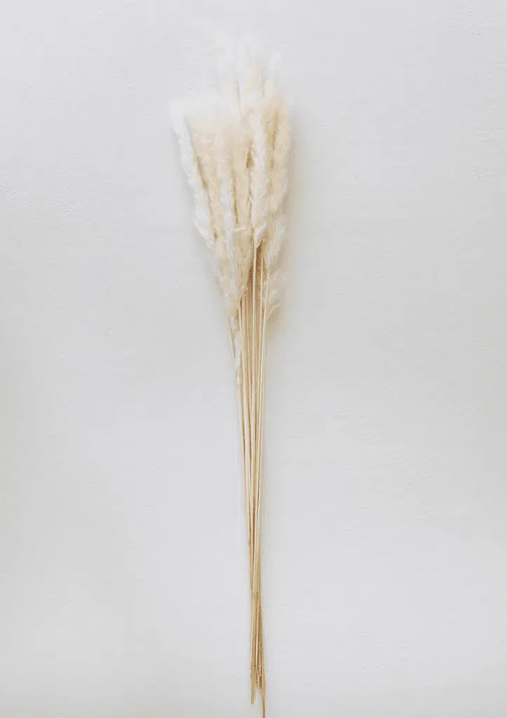 Ramo de Pampas Pequenas Brancas: Suavidade e Elegância para sua Decoração
