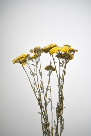 Molho de Achillea Natural: Autêntica Beleza da Natureza