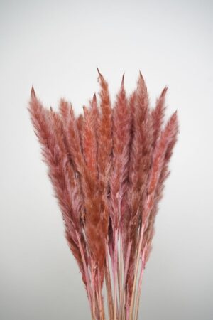 Molho de Pampas Pequenas Carmesim para uma Decoração Vibrante