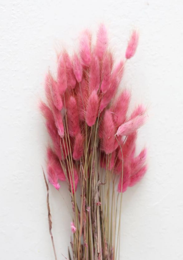 Ramo de Bunny Tail Rosa: Delicadeza e Cor em Sua Decoração