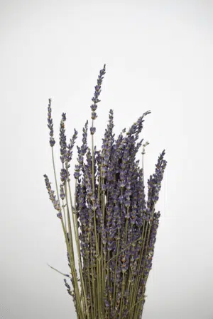 Ramo de Lavanda Natural Seca: Perfume e Elegância para sua Decoração