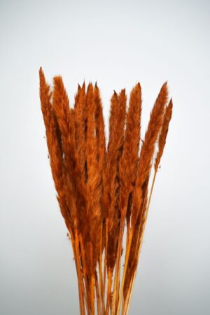 Decoração com Pampas Pequenas na Cor Laranja