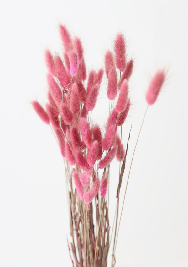 Molho de Bunny Tail Rosa: Charme Natural na sua Decoração