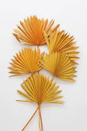 Flores de Palmeira Laranja: Uma Emoção de Cor na sua Decoração