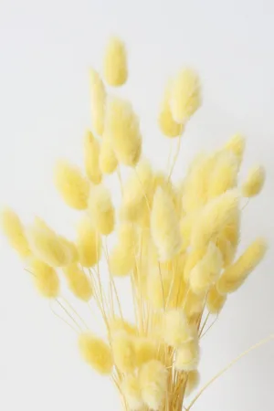 Molho de Bunny Tail Amarelo: Ilumine Seu Espaço