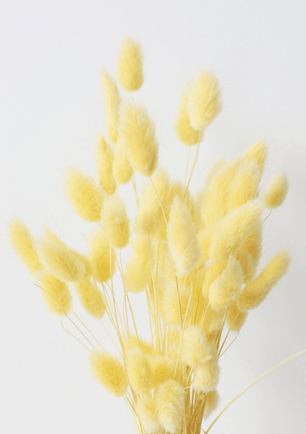 Molho de Bunny Tail Amarelo: Ilumine Seu Espaço