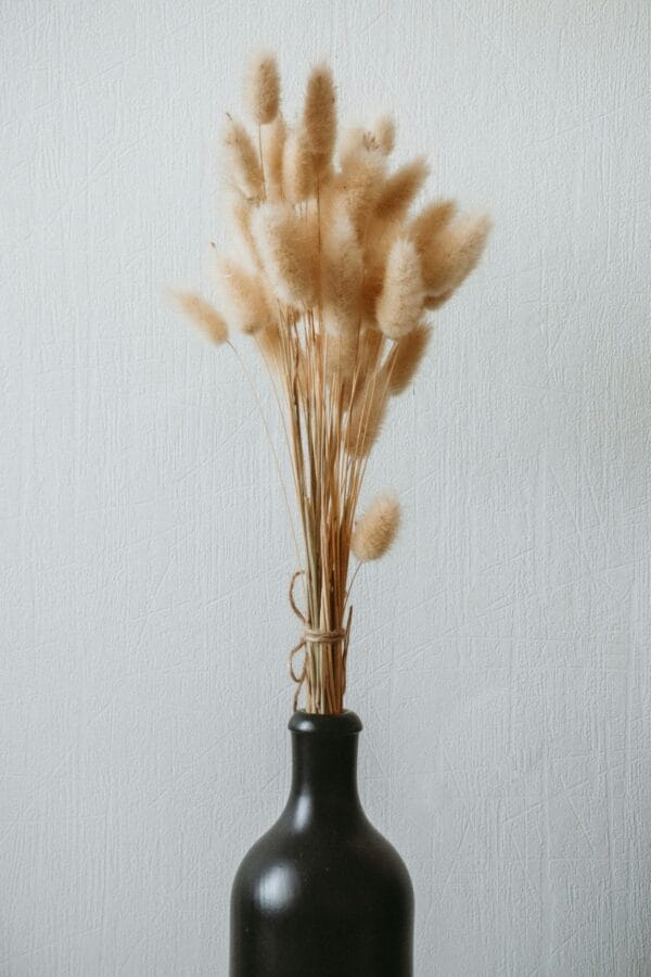 Molho de Bunny Tail Natural: Tocando a Natureza