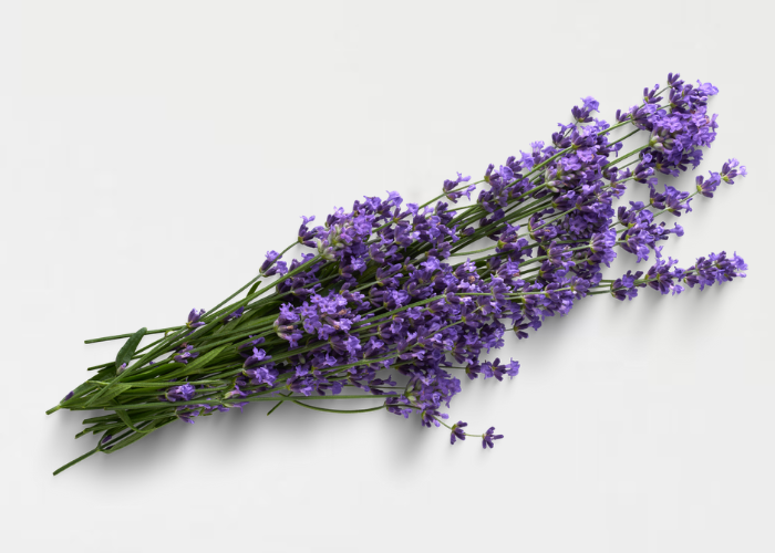 Ramo de lavanda natural seca, um subarbusto com flores roxas e pétalas violetas.