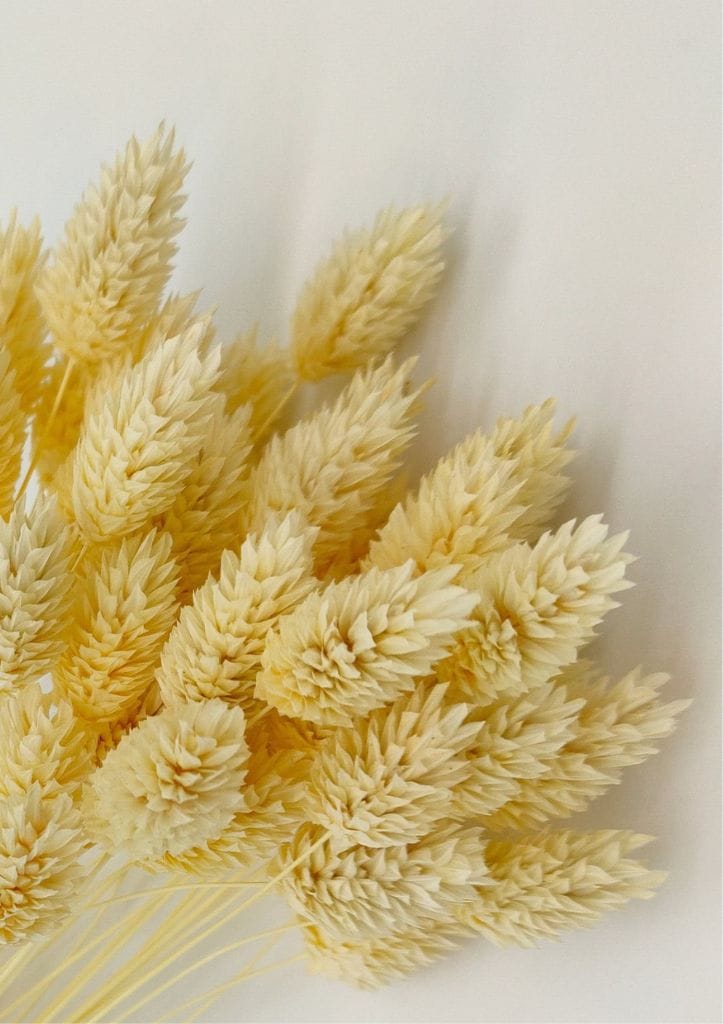 Phalaris Natural Branco AYANNA - Image 6