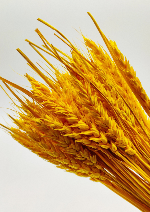 Molho de Trigo Natural Amarelo para uma Decoração Vibrante