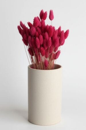 Phalaris Natural Bordeaux AFURU