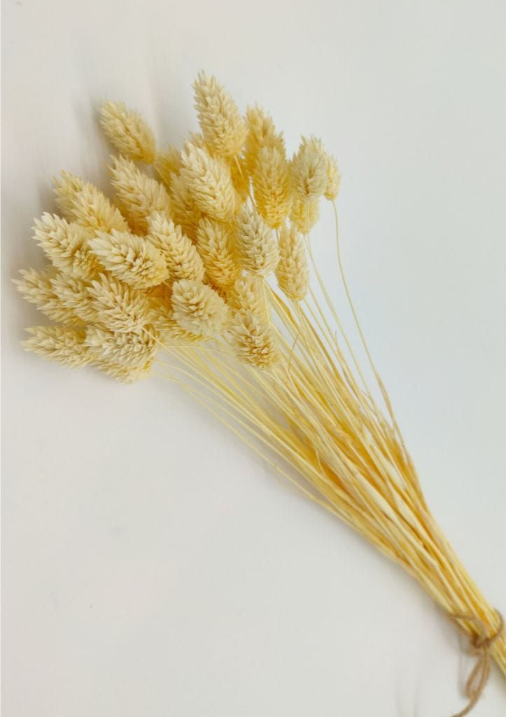 Phalaris Natural Branco AYANNA - Image 5