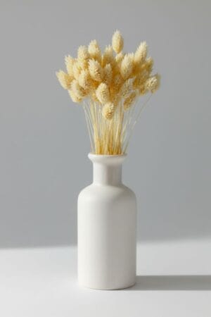 Phalaris Natural Branco AYANNA