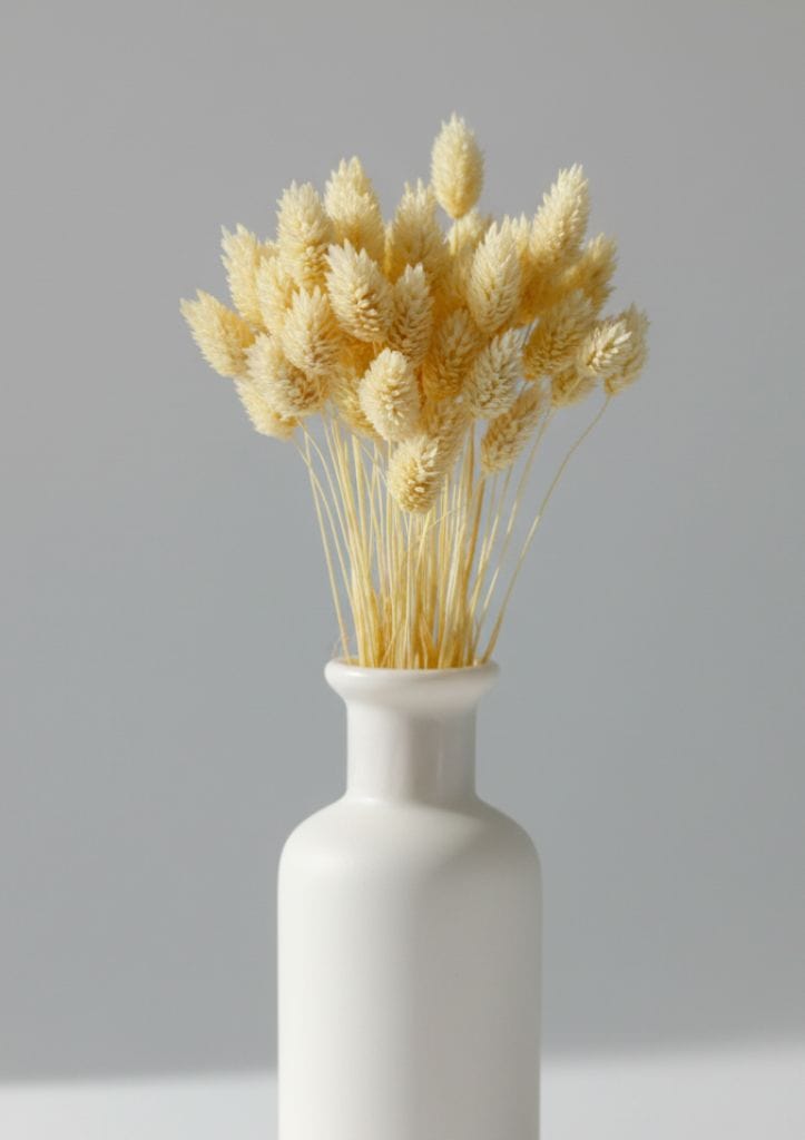 Phalaris Natural Branco AYANNA - Image 3