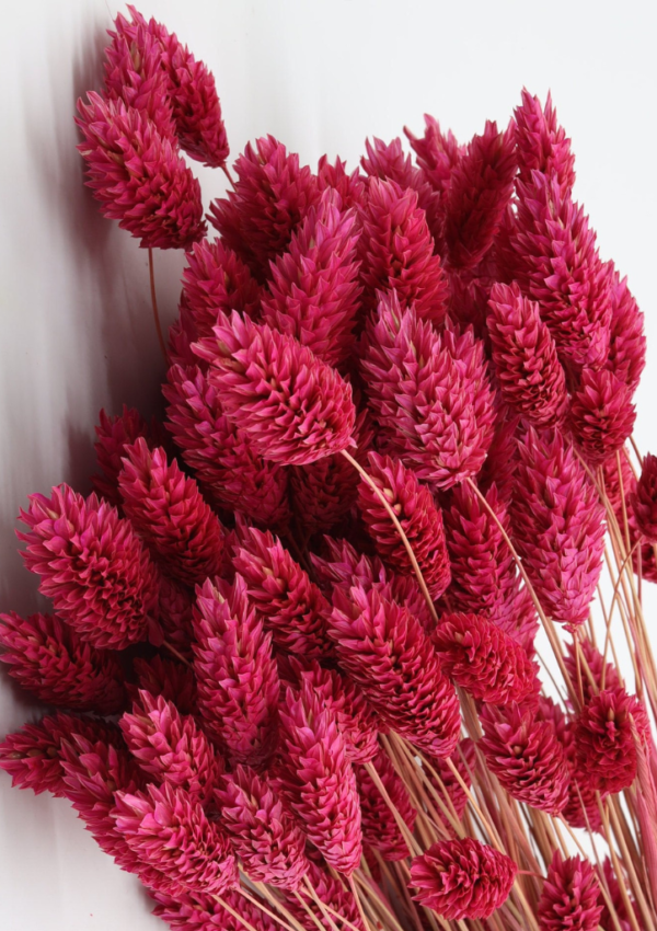Molho de Phalaris Natural Carmesim para uma Decoração Vibrante