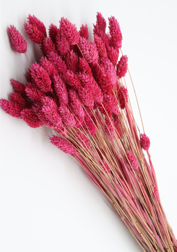 Molho de Phalaris Natural Carmesim para uma Decoração Vibrante