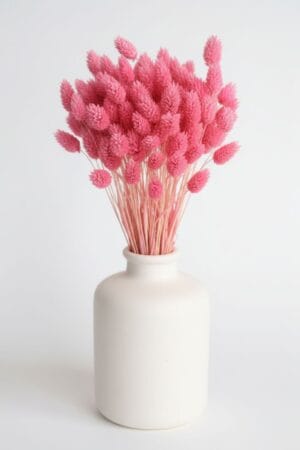 Phalaris Natural Rosa MAHANA