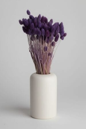 Phalaris Natural Roxo MANU