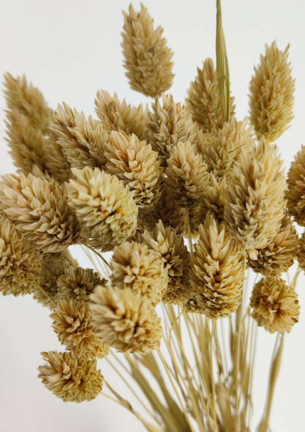Molho de Phalaris Natural Secas: Um toque Elegante e Rústico para a sua casa