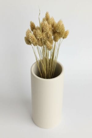 Phalaris Natural Secas MAMIZU