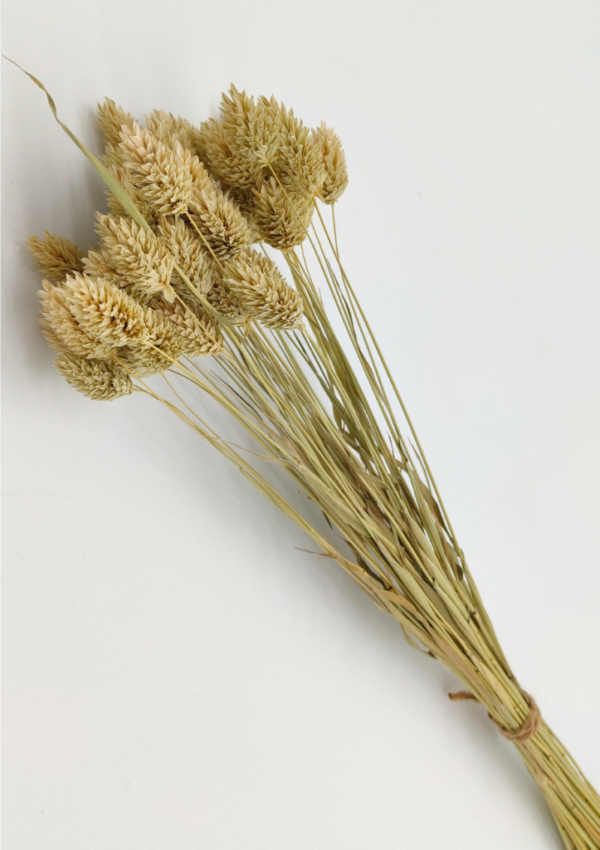 Molho de Phalaris Natural Secas: Um toque Elegante e Rústico para a sua casa