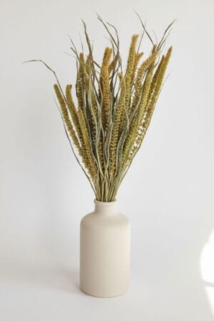 Setaria Natural Seca AGIBA