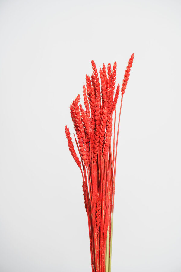 Molho de Trigo Natural Vermelho para uma Decoração Vibrante