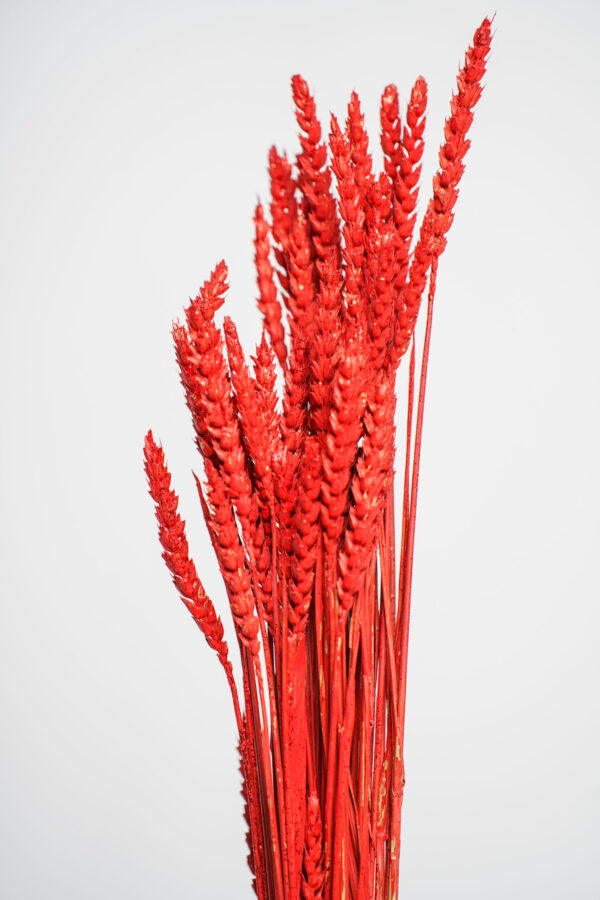 Molho de Trigo Natural Vermelho para uma Decoração Vibrante