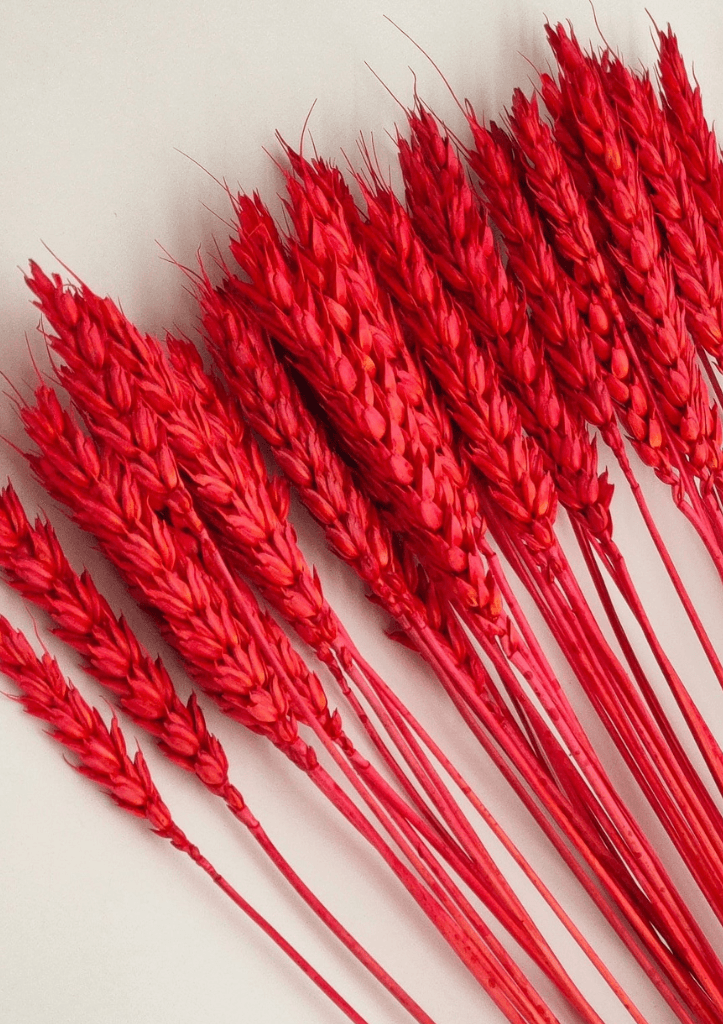 Molho de Trigo Natural Vermelho para uma Decoração Vibrante