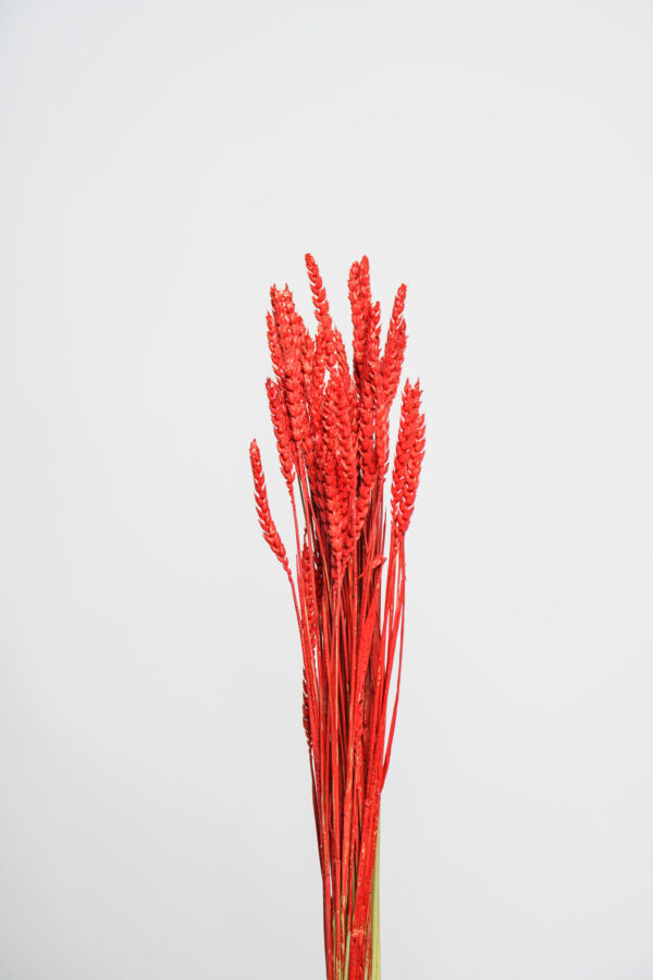 Molho de Trigo Natural Vermelho para uma Decoração Vibrante