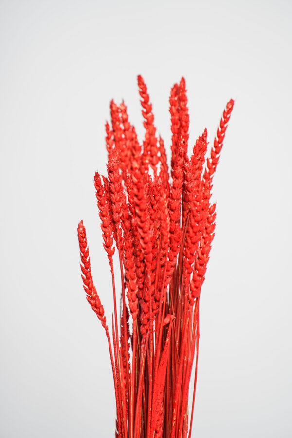 Molho de Trigo Natural Vermelho para uma Decoração Vibrante