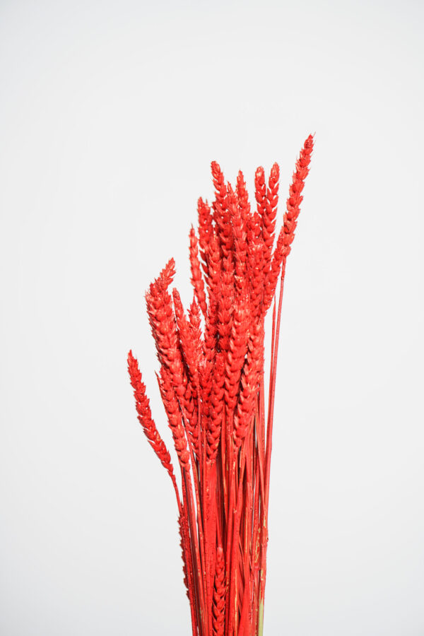 Molho de Trigo Natural Vermelho para uma Decoração Vibrante