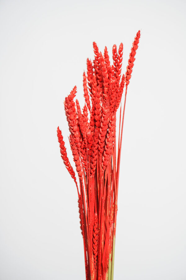 Molho de Trigo Natural Vermelho para uma Decoração Vibrante