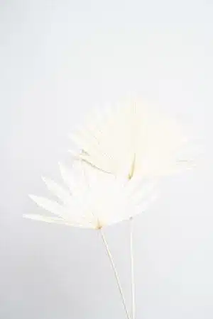 Folhas de Palmeira Brancas para uma Decoração Vibrante