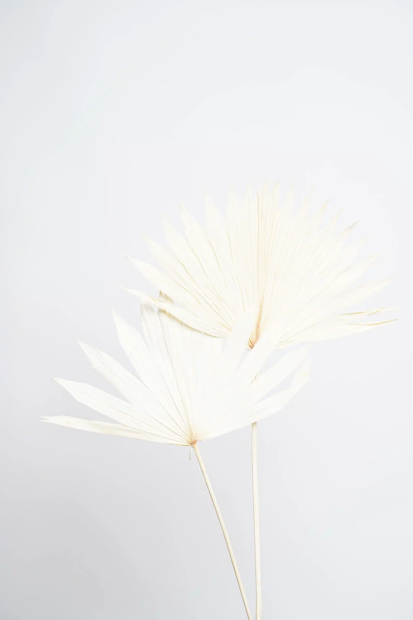 Folhas de Palmeira Brancas para uma Decoração Vibrante