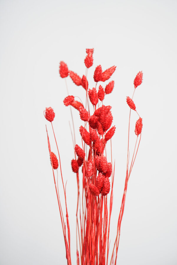Molho de Phalaris Natural Vermelho para uma Decoração Vibrante