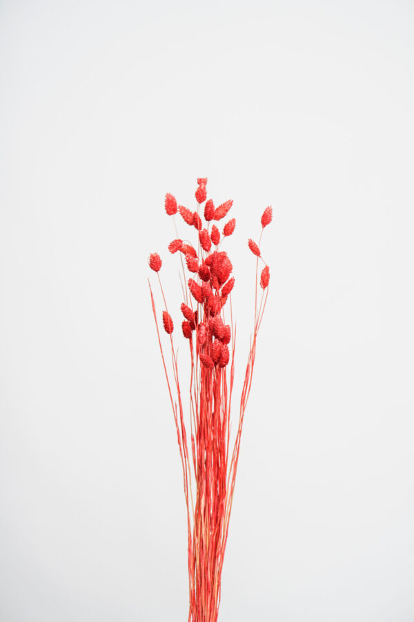 Molho de Phalaris Natural Vermelho para uma Decoração Vibrante