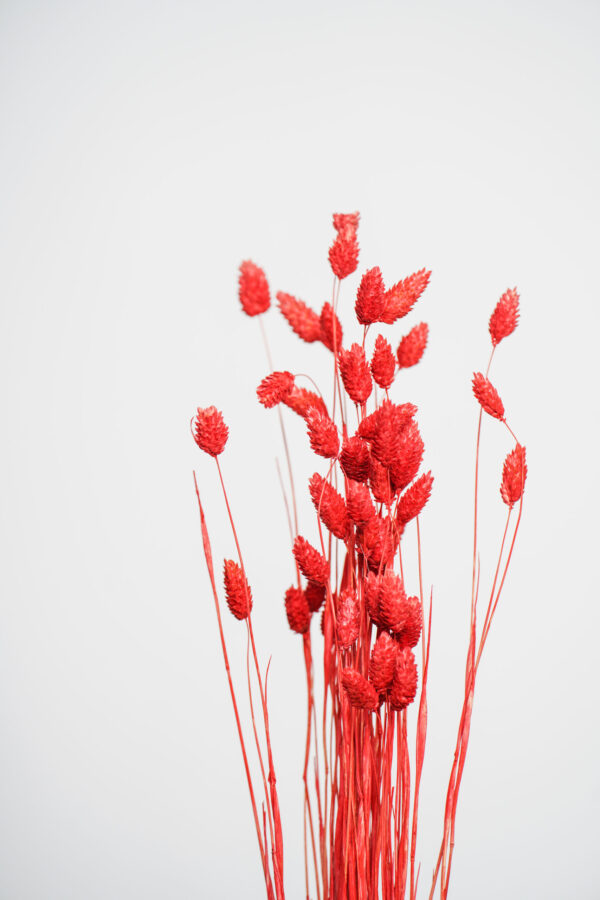 Molho de Phalaris Natural Vermelho para uma Decoração Vibrante