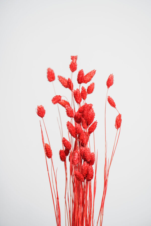 Molho de Phalaris Natural Vermelho para uma Decoração Vibrante