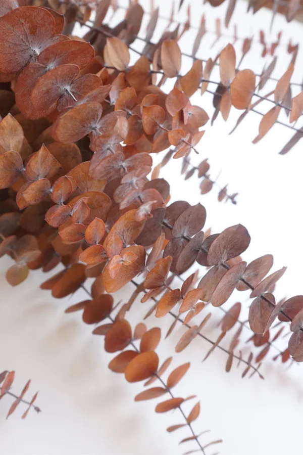 Molho de Eucalipto Natural Castanho para uma Decoração Vibrante