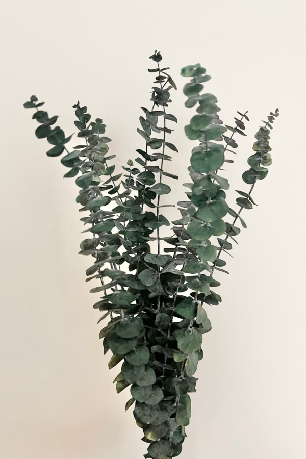 Molho de Eucalipto Natural Preservado para uma Decoração Vibrante