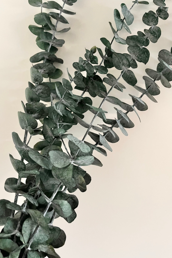 Molho de Eucalipto Natural Preservado para uma Decoração Vibrante