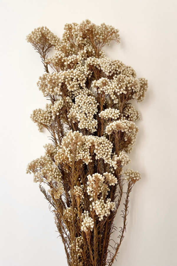 Molho de Flor de Arroz Natural Branco para uma Decoração Vibrante