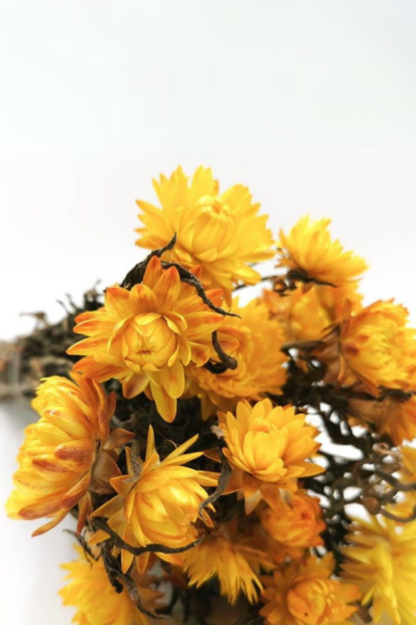 Molho de Helichrysum Natural Amarelo para uma Decoração Vibrante