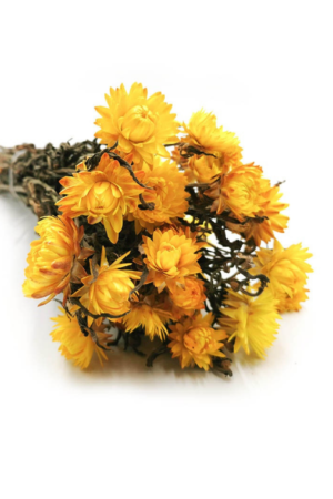 Molho de Helichrysum Natural Amarelo para uma Decoração Vibrante